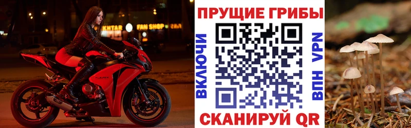 Галлюциногенные грибы прущие грибы  Полесск 